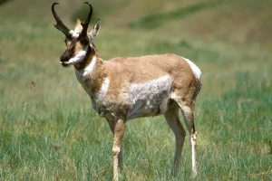 Bovids IELTS Reading: Giải đề chi tiết từ A – Z