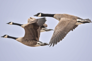 Bird Migration IELTS Reading: Phân tích chi tiết đề & đáp án