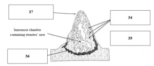 IELTS Reading Termite Mounds: Từ vựng hay kèm đáp án chi tiết