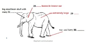 IELTS Reading Elephant Communication – Bài đọc về cách loài voi giao tiếp