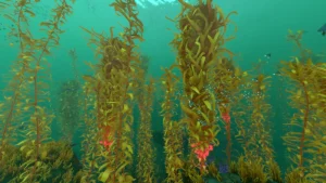 Seaweeds of New Zealand – Bài đọc IELTS về rong biển ở New Zealand