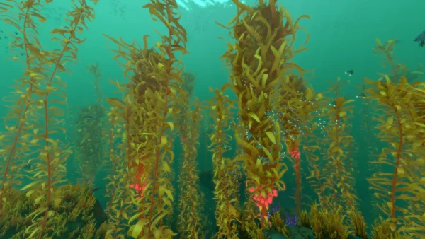 Seaweeds of New Zealand IELTS Reading