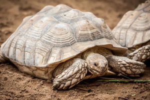 Flying Tortoises IELTS Reading – Bài đọc về dự án bảo tồn rùa Galapagos