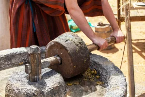 Giải đề IELTS Reading: The Early History of Olive Oil chi tiết nhất