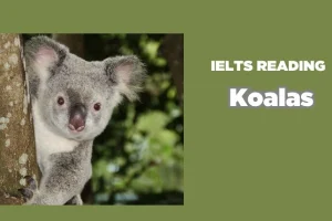 Giải đề IELTS Reading: Koalas (Full đáp án & giải thích)