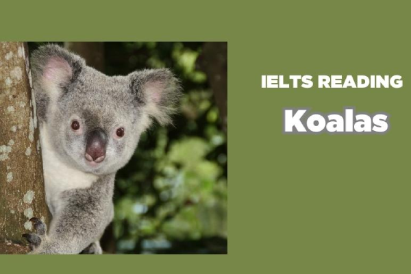 Giải mã bài đọc Koalas trong IELTS Reading cùng ECE