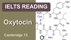 Giải đề IELTS Reading Oxytocin – Bài đọc IELTS về hormone tình yêu