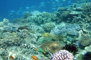 Giải đề IELTS Reading: The Deep Sea (đáp án & phân tích chi tiết)