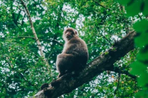 The Return of Monkey Life IELTS Reading: Dịch chuẩn & Giải chi tiết